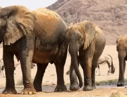 Namibia Siapkan Pesta Makan Gajah untuk Warga: 83 Hewan Siap Dagingnya Dibagikan