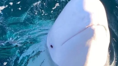 Hvaldimir, Ikan Paus Penyelundup Data Tewas di Area NATO