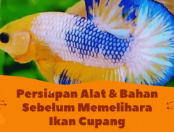 Apa Saja yang Perlu Disiapkan Sebelum Memelihara Ikan Cupang?