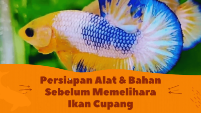 Apa Saja yang Perlu Disiapkan Sebelum Memelihara Ikan Cupang