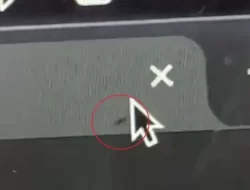 Laptop Terbelalak Saat Dihampiri Semut Netizen Kaget dengan Kejadian Aneh Ini