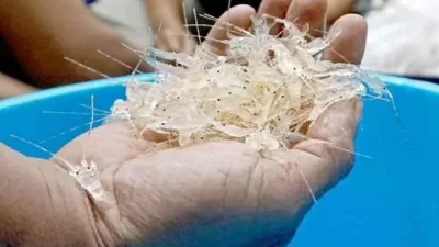 "Tata Kelola BBL: Berkah untuk Para Nelayan"