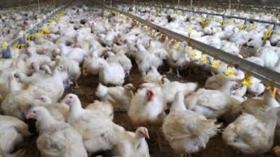 Komaruddin Hidayat Khawatir Negara Hal ini adalah Menjelma Bagaikan Kandang Ayam