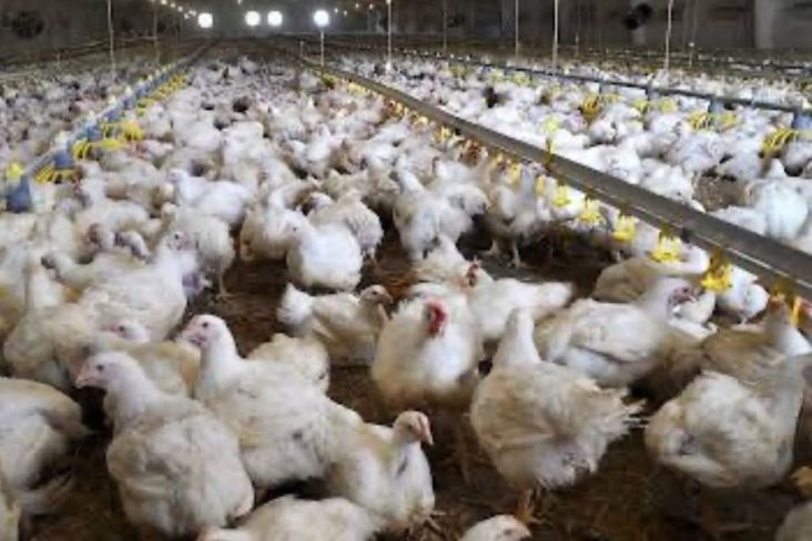 Komaruddin Hidayat Khawatir Negara Hal ini adalah Menjelma Bagaikan Kandang Ayam