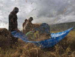 Pengamat Pertanian Ungkap Rencana di dalam Balik Kenaikan HPP Gabah juga Beras