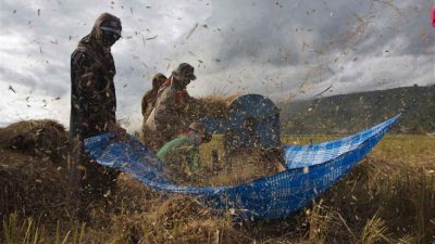 Pengamat Pertanian Ungkap Rencana di dalam pada Balik Kenaikan HPP Gabah juga Beras