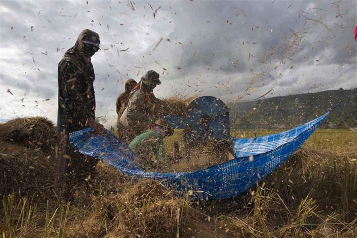 Pengamat Pertanian Ungkap Rencana di dalam pada Balik Kenaikan HPP Gabah juga Beras