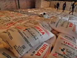 Strategi Disederhanakan, Petani Tebus 7.536 Ton Pupuk Subsidi di tempat  Awal Tahun