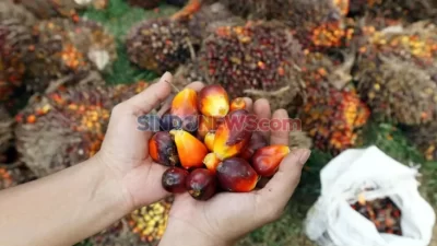 16 Invensi Hasil Studi GRS 2021-2023, Lebih dari Separo Siap Hilirisasi!