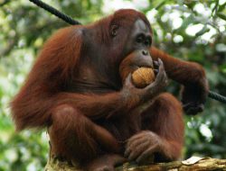 Orang Tua Reynhard Sinaga Minta Anaknya Dikembalikan ke Indonesia