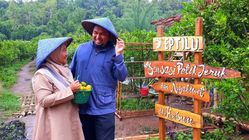 Kebun Jeruk Eptilu: Wisata Agro Hits Garut yang Membuat Anak Ketagihan Memetik Buah Langsung dari Pohon!