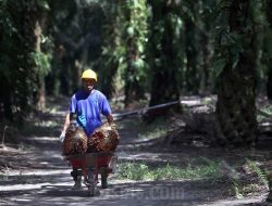 Sampoerna (SRGO) Resmi Dijual ke Posco International