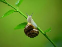 Apa Itu Snail Mucin? Manfaat dan Cara Pakai