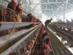 Saham Ayam Kala Danantara Siap Dominasi Pasar dengan Investasi Rp20 Triliun