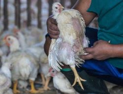Peternak Aceh Laporkan PLN Akibat 18 Ribu Ayam Mati Karena Pemadaman Listrik