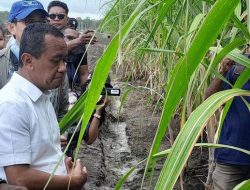 Ambisi Bioetanol Prabowo Ancam Ekosistem Papua