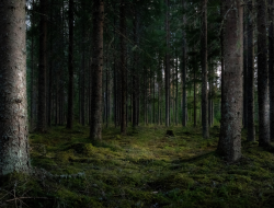 Apa Itu Deforestasi? Pengaruh, Penyebab, dan Solusi