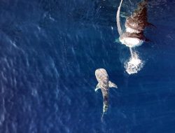 Temuan Bayi Hiu Paus Pertama di Teluk Saleh NTB