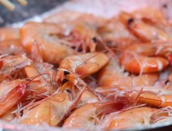 AS Tarik Produk Udang Beku Indonesia Sepanjang 2025