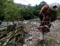 Kisah di Balik Munculnya Harimau Sebelum Banjir Bandang Aceh