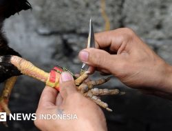 218 Ayam Filipina Ilegal di Sulut Dikubur, Cegah Penyebaran Penyakit
