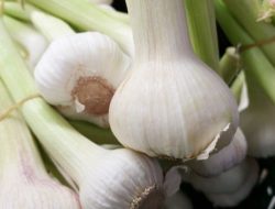 5 Tanaman Sayur Terbaik untuk Pemula di Halaman Rumah