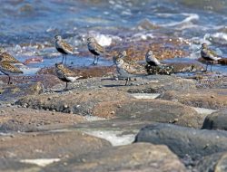5 fakta mengejutkan burung dunlin, kecil tapi luar biasa
