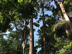 Menerobos Hutan Tilu yang Rindang