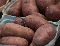 Studi: Ubi Jalar Kaya Vitamin untuk Mata dan Kulit