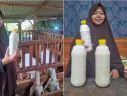 Susu Kambing Etawa Sabiluna: Pemicu Ekonomi Mandiri, Pelindung Kesehatan Santri