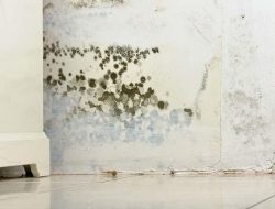 8 Cara Sederhana Menghilangkan Jamur di Dinding