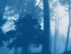 Mengenal Cyanotype: Sejarah dan Proses Teknik Cetak Biru Fotografi Klasik