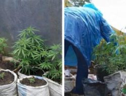Wawancara Eksklusif Kasat Narkoba: Kebun Ganja Terbongkar di Dalam Rumah