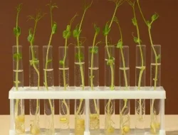 Kunci Jawaban Biologi Kelas 12: Genetika dan Seleksi Alam Halaman 187