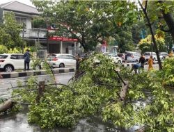 22 Titik Pohon Tumbang Akibat Angin Kencang di Bandung, Bangunan dan Mobil Rusak