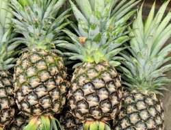 Mengapa Makan Nanas Bikin Lidah Gatal? Ini Penjelasannya