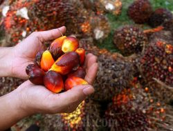 Gapki Khawatir Kenaikan Pasokan CPO Makin Ketat, Produksi 2026 Hanya Naik 2%