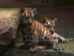 Cara Virus Membunuh Dua Anak Harimau di Bandung