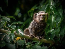 Marmoset: Monyet Kecil Paling Menarik di Dunia