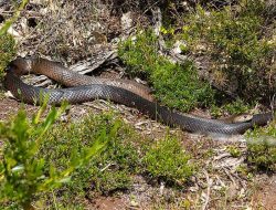 5 Fakta Menarik Ular Dugite, Reptil Unik yang Berubah Warna saat Dewasa