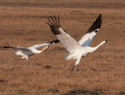 5 fakta menarik tentang bangau putih, burung ikonik dengan sayap memukau