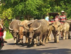 Opini: Nyepi, Stoikisme, dan Jalan Kebajikan
