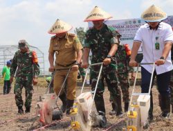 Harga Stabil, Petani Tanahlaut Mulai Tanam Jagung Serentak