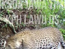 Cerita Wagiyo Temukan Macan Tutul di Bawah Rumahnya di Lereng Gunung Lawu