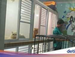 Nastar Kediri Premium Ludes Dipesan Jelang Lebaran, Omzet Capai Rp 25 Juta