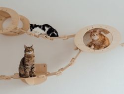 6 desain taman kucing estetis, bikin kucing bahagia!