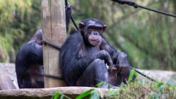 Cara Membedakan Bonobo dan Simpanse yang Sering Disebut Sama