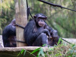 Cara Membedakan Bonobo dan Simpanse yang Sering Disebut Sama