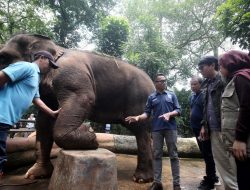 Bekerja Sama dengan Vantara India, Pemkot Bandung Lakukan Audit Kesehatan Satwa Bandung Zoo Berstandar Global