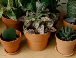 Mengapa jualan tanaman hias lebih menguntungkan daripada kerja kantoran?